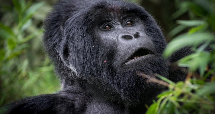 kigali-to-bwindi-gorilla-trek-in-one-day