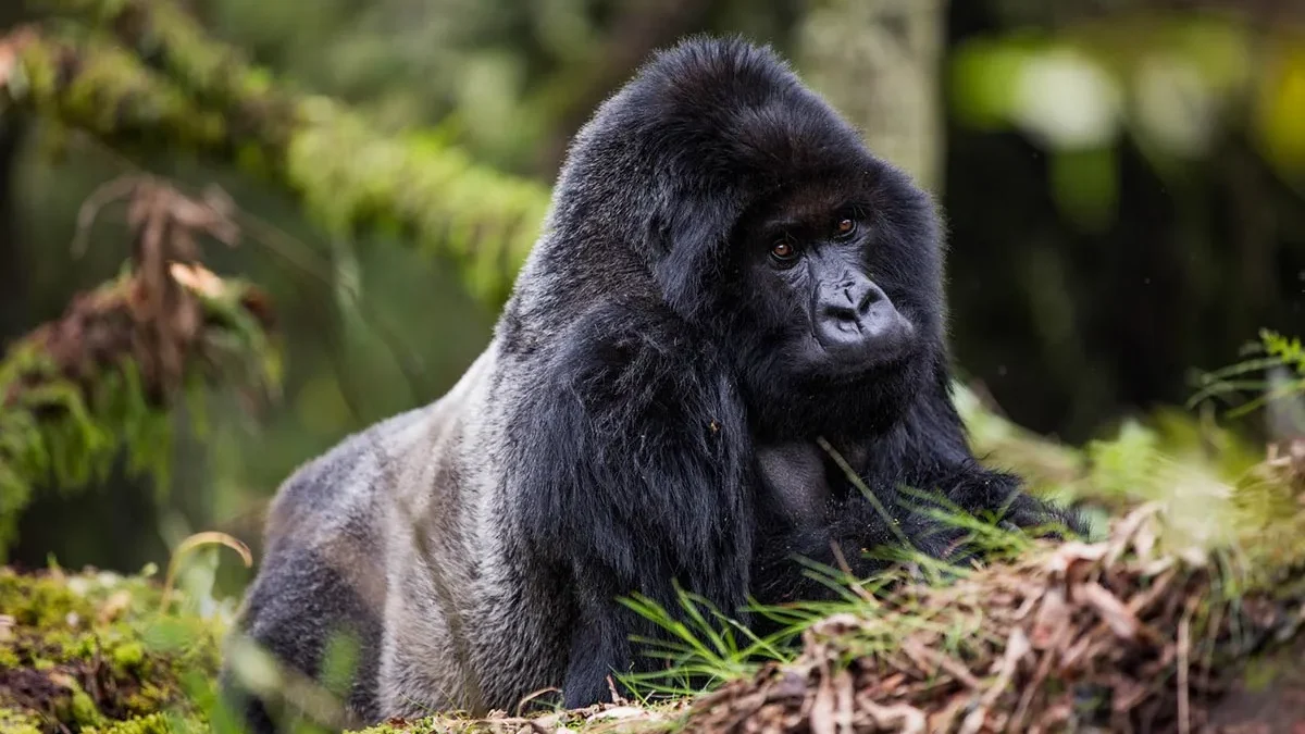 one-day-gorilla-tour-to-bwindi-from-kigali