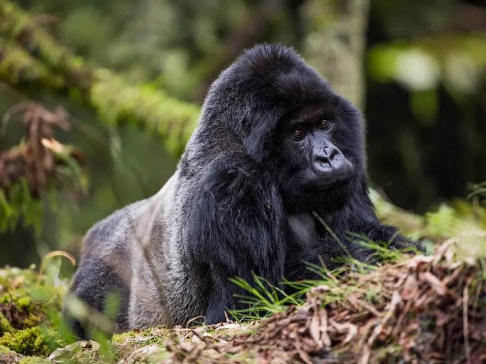 one-day-gorilla-tour-to-bwindi-from-kigali
