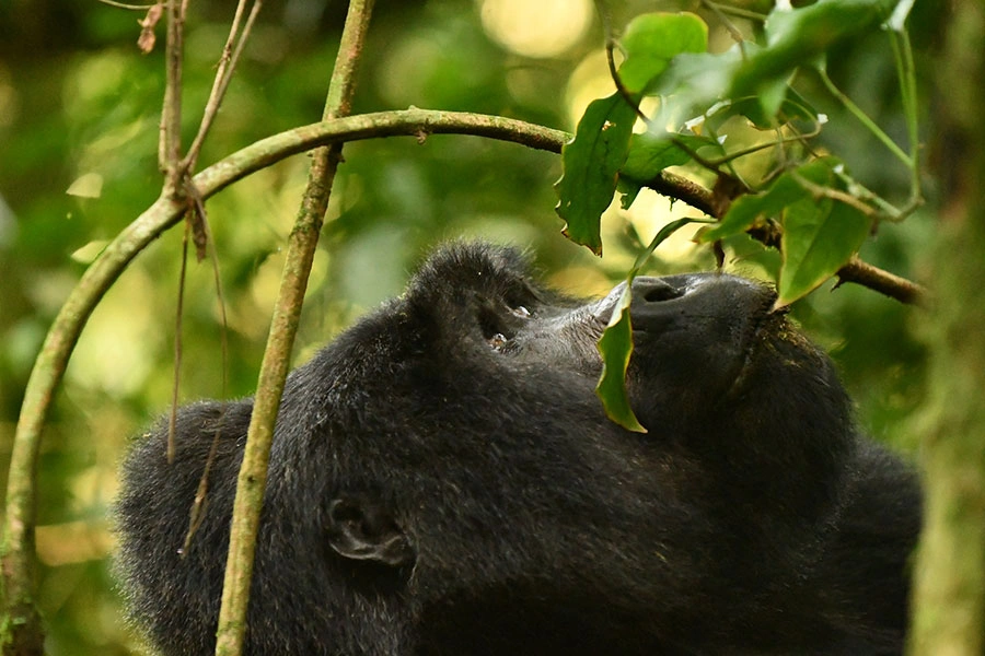 last-minute-1-day-gorilla-safari-from-rwanda