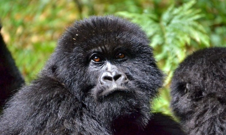 one-day-gorilla-tour-for-short-holidays
