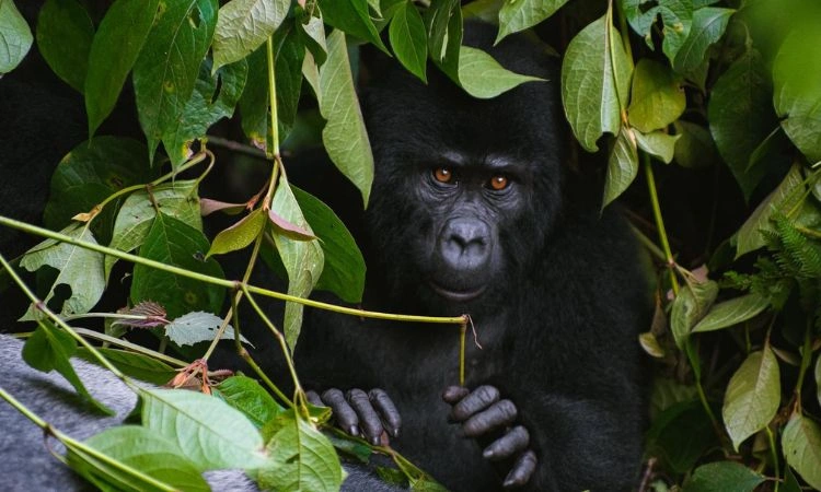kigali-to-uganda-gorilla-holiday