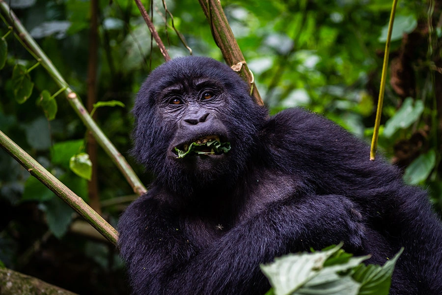 gorilla-safaris-in-bwindi-stating-from-kigali-rwanda