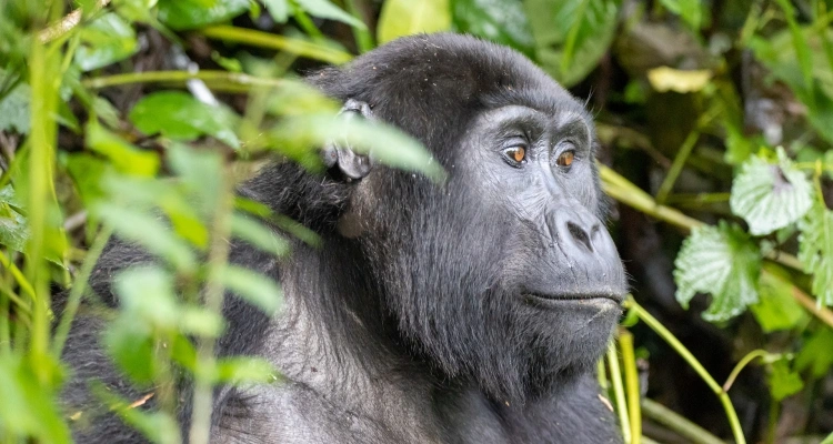can-you-see-gorillas-in-one-day-from-kigali