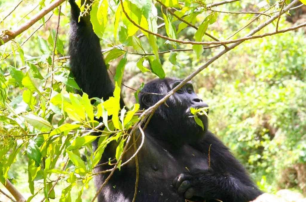 2-days-gorilla-trek-and-batwa-experience