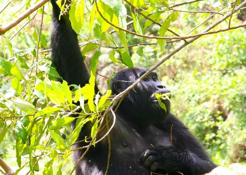 2-days-gorilla-trek-and-batwa-experience