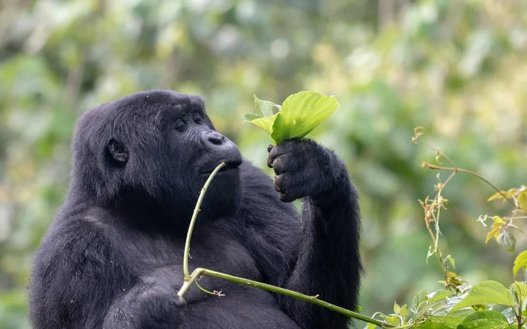 why-is-rwanda-gorilla-trek-expensive-than-uganda