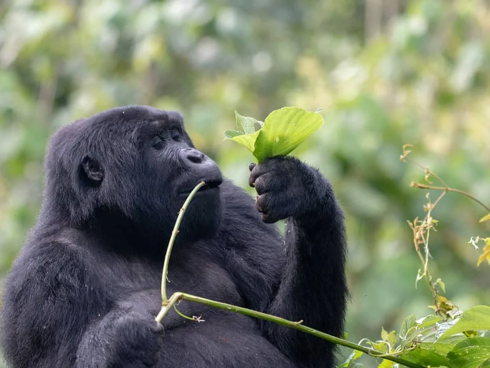 why-is-rwanda-gorilla-trek-expensive-than-uganda