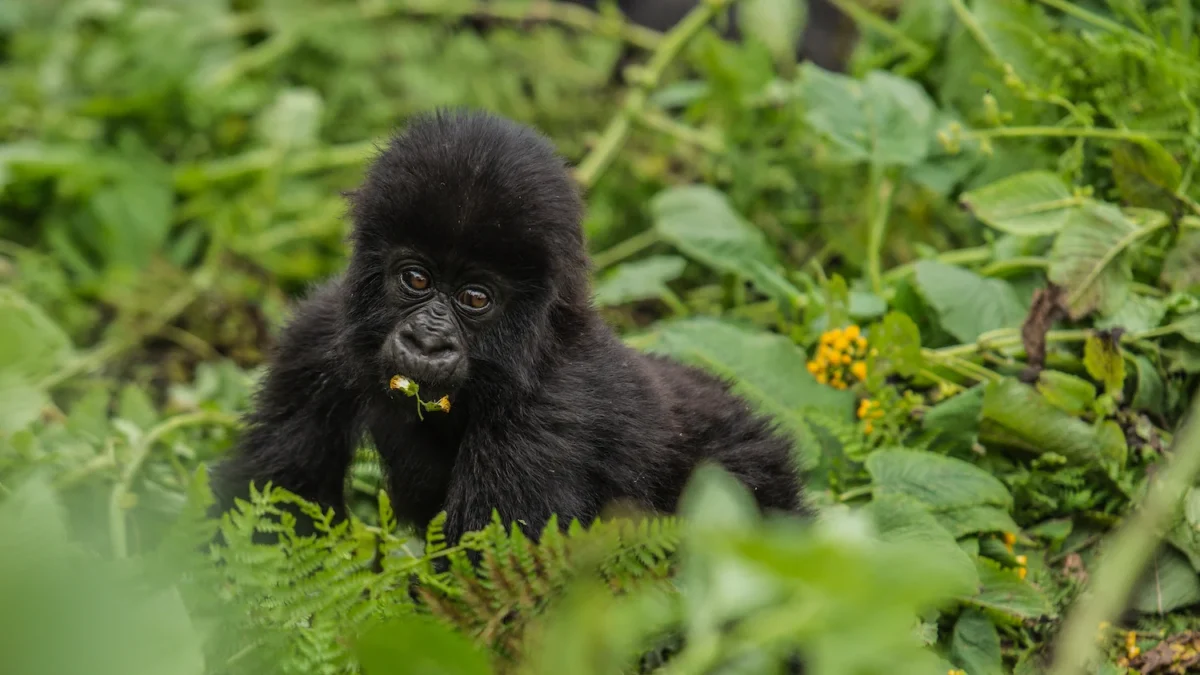 best-1-day-gorilla-trek-from-kigali