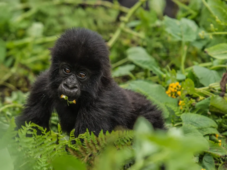 best-1-day-gorilla-trek-from-kigali