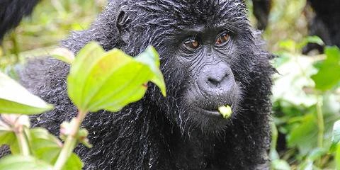 1-day-gorilla-trekking-safari-from-kigali-to-uganda