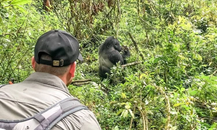 one-day-gorilla-trek-starting-from-kabale