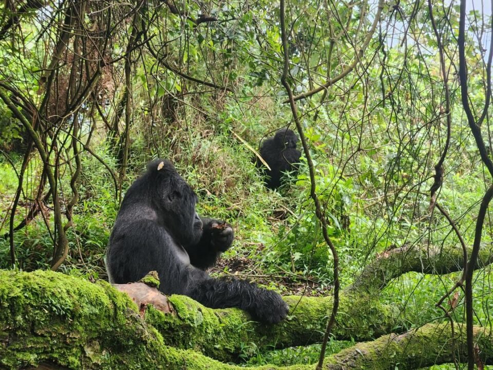 fastest-gorilla-trek-from-kigali-to-uganda