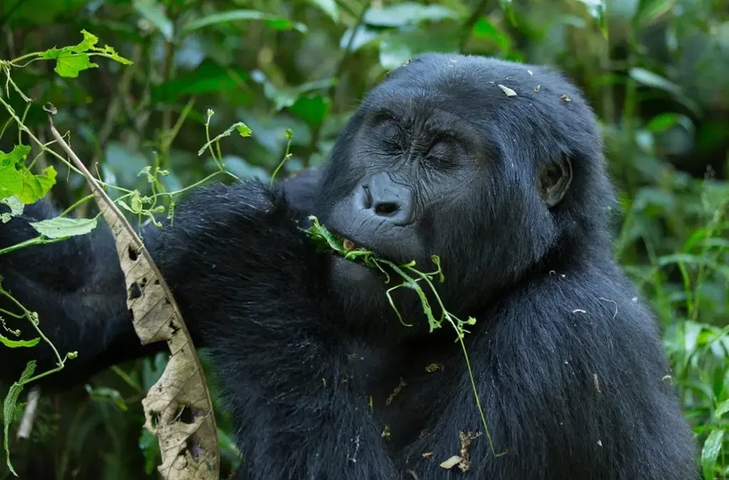 can-i-do-a-one-day-gorilla-safari-in-bwindi-from-kigali