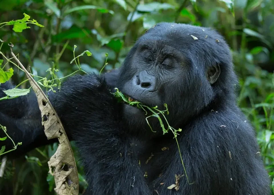 can-i-do-a-one-day-gorilla-safari-in-bwindi-from-kigali