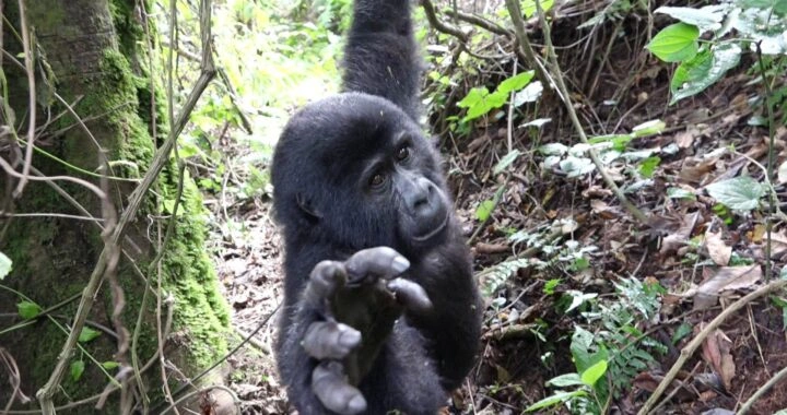 2-day-gorilla-trekking-safari-from-kigali