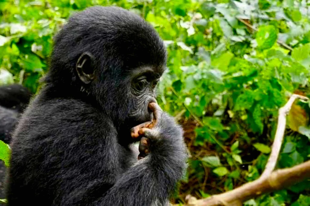 gorilla-day-excursion-from-kigali