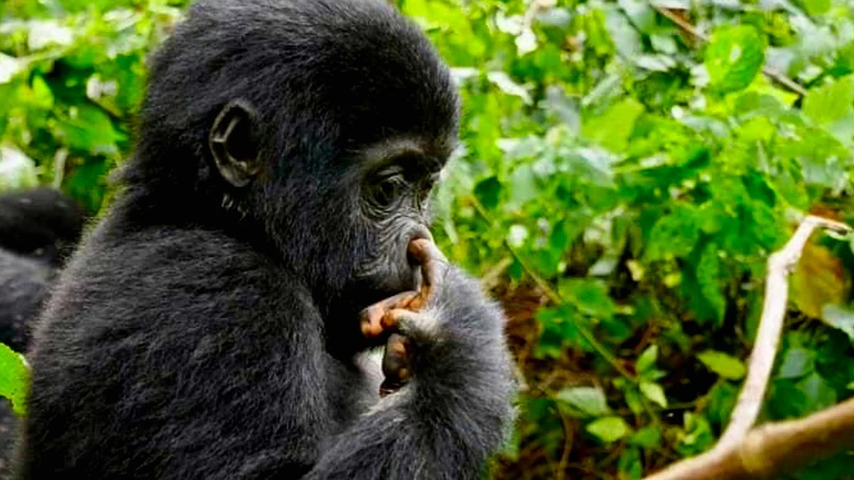 gorilla-day-excursion-from-kigali