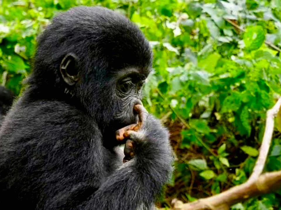 gorilla-day-excursion-from-kigali