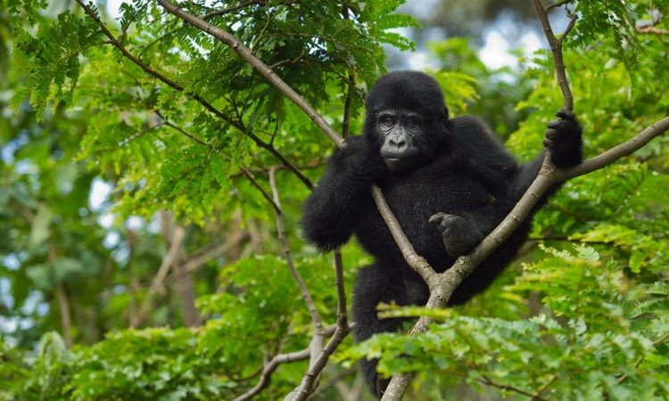 bwindi-day-trip-from-kigali