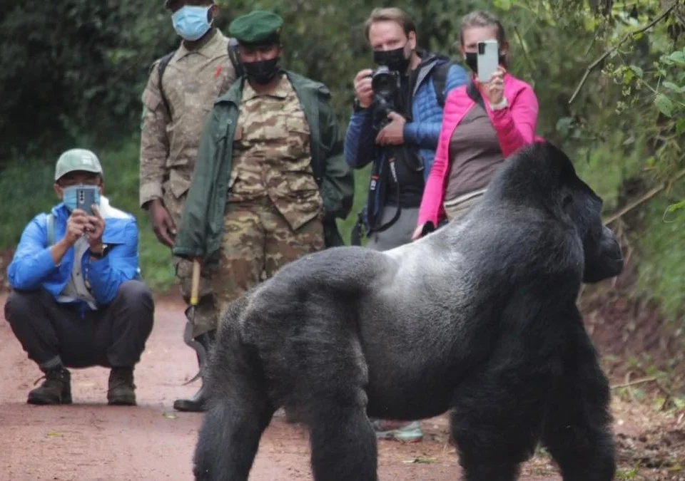 combing-gorilla-trekking-in-both-uganda-and-rwanda