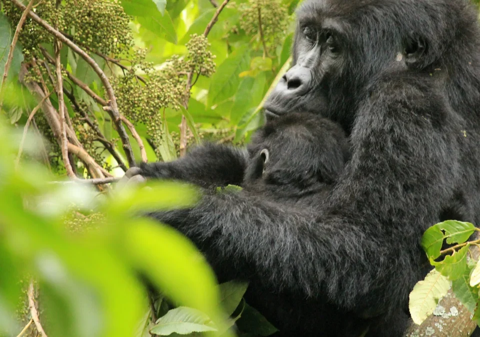 one-day-gorilla-trek-starting-from-kisoro-town