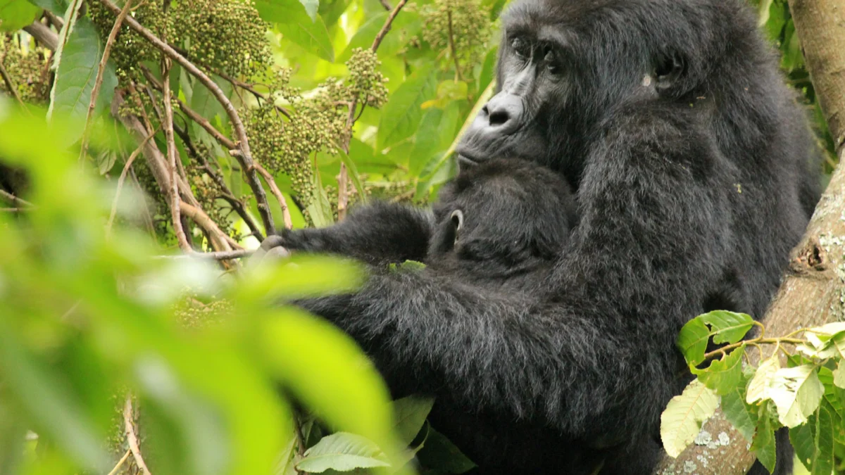 one-day-gorilla-trek-starting-from-kisoro-town