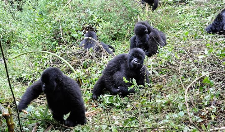 one-day-gorilla-trek-in-uganda-starting-from-kigali