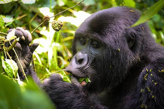 cheap-gorilla-safaris-in-uganda