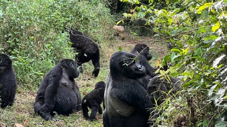 short-gorilla-tour-to-uganda
