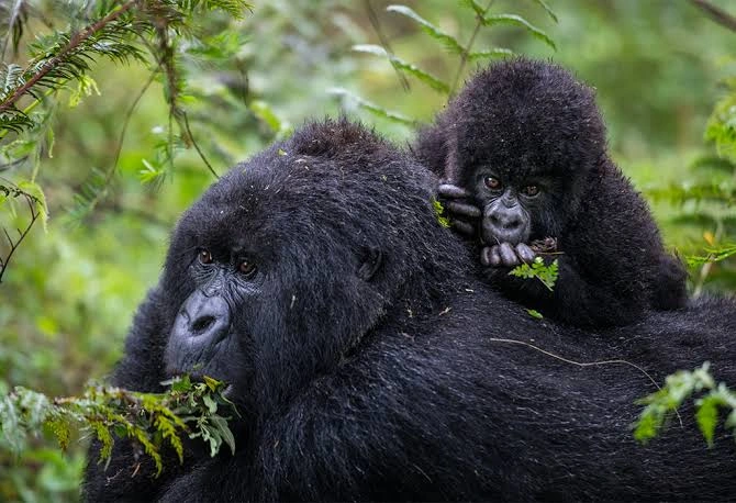 uganda-gorilla-chimpanzee-and-wildlife-safaris