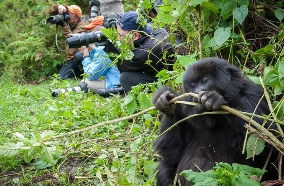 gorilla-tours-gorilla-trekking-safaris-in-rwanda-uganda