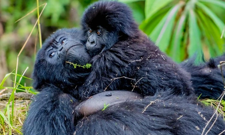 4-day-uganda-gorilla-trekking-and-hiking