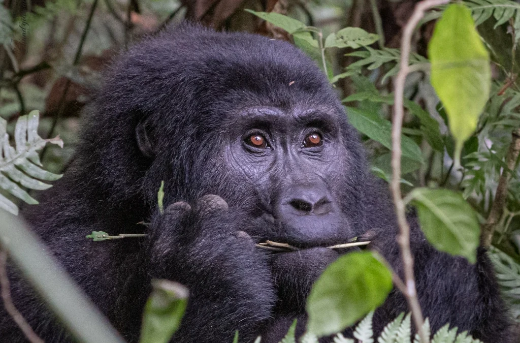last-minute-gorilla-trek-rwanda