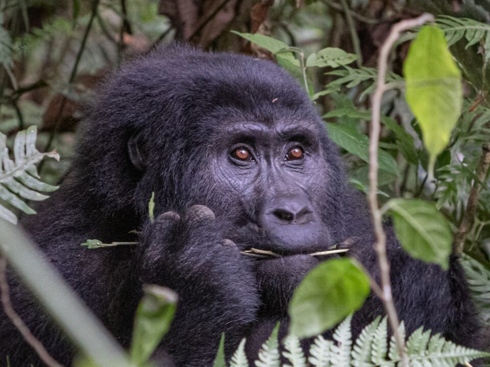 One Day Uganda Gorilla Trek Starting from Kigali