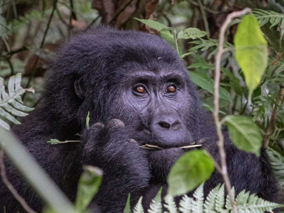 last-minute-gorilla-trek-rwanda