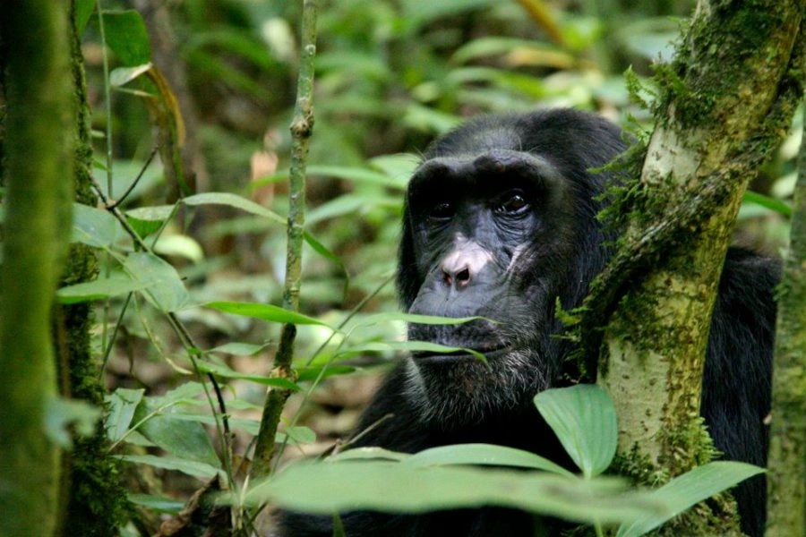 chimpanzee-and-gorilla-combining-safari-in-rwanda