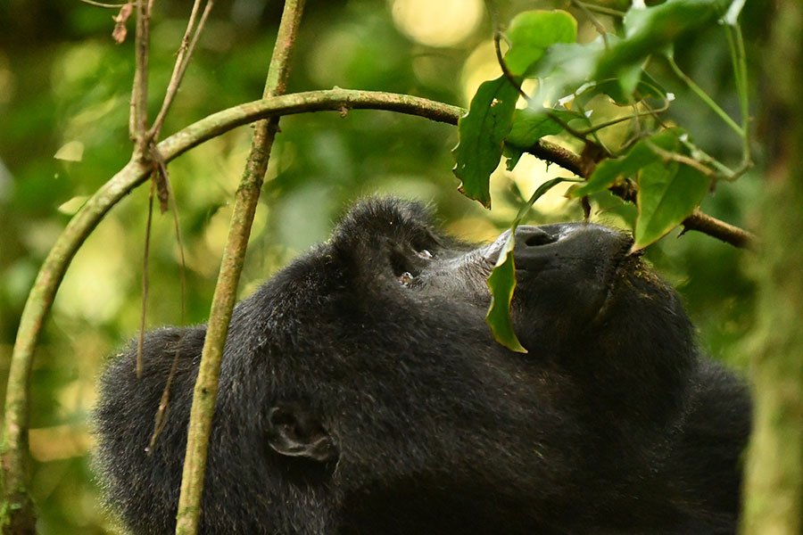 Uganda Gorilla Trekking Safaris from Kigali