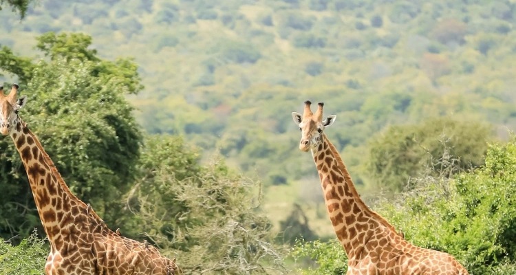 rwanda-exclusive-wildlife-tour