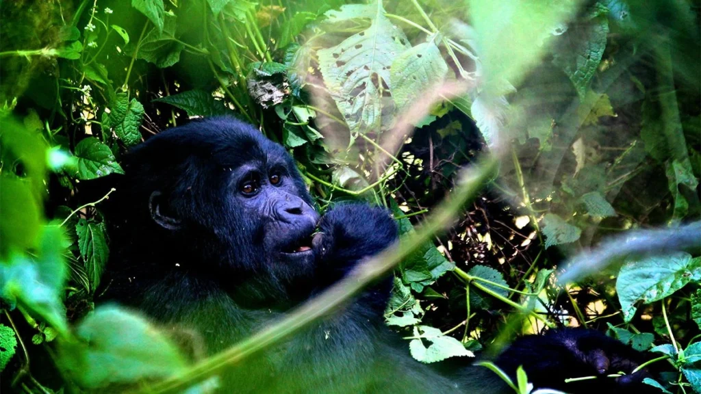 One Day Bwindi Gorilla Trek Starting from Kigali