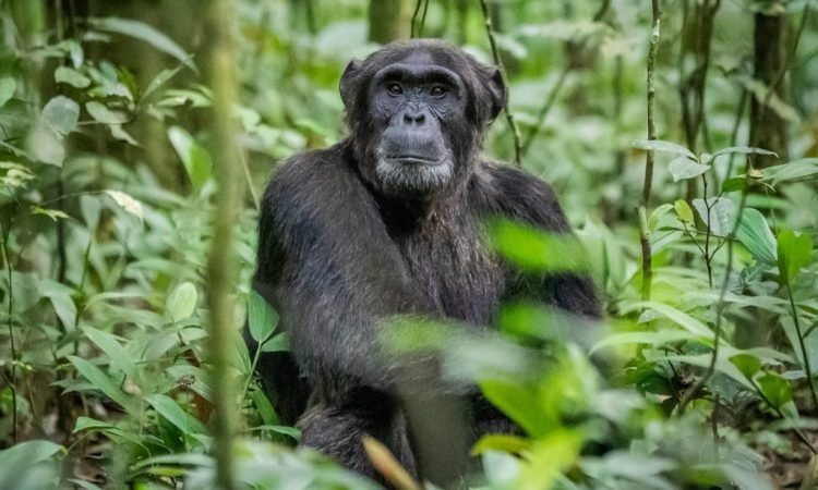 What to do after gorilla tour in Bwindi