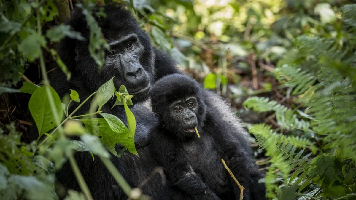 3-days-gorilla-trek-rwanda
