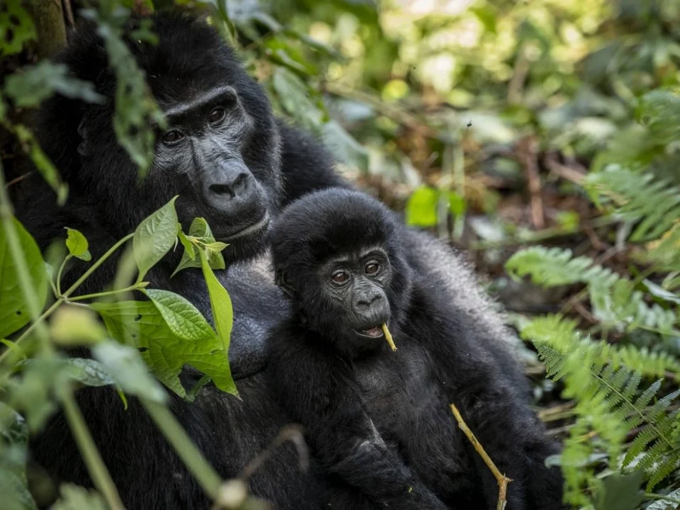 3-days-gorilla-trek-rwanda