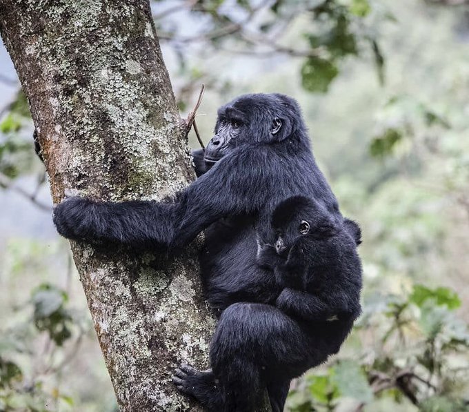 premium-gorilla-trek-rwanda