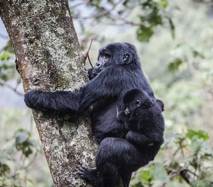 cheap-uganda-gorilla-trek-from-kigali