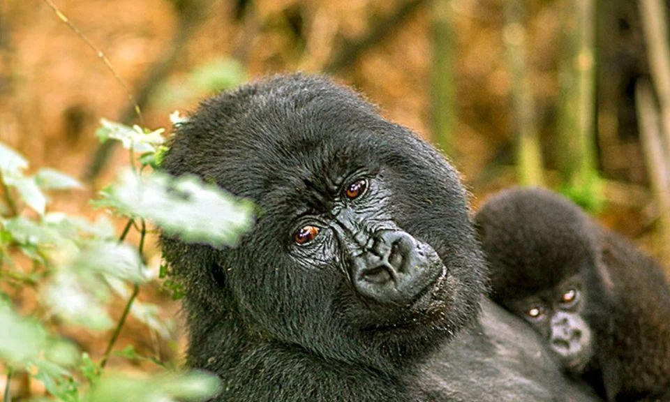 gorilla-trekking-in-uganda-without-flying-to-entebbe