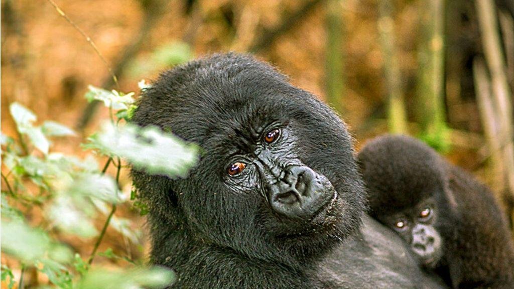 Can i combine tree climbing lions and gorilla in Uganda
