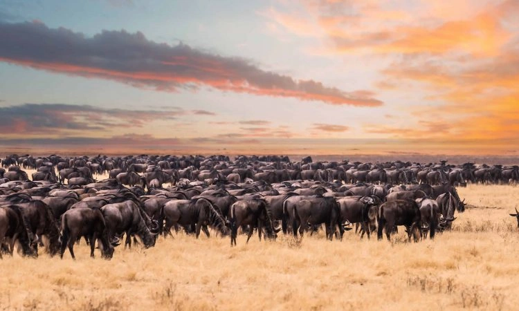 20-days-safari-covering-east-africa