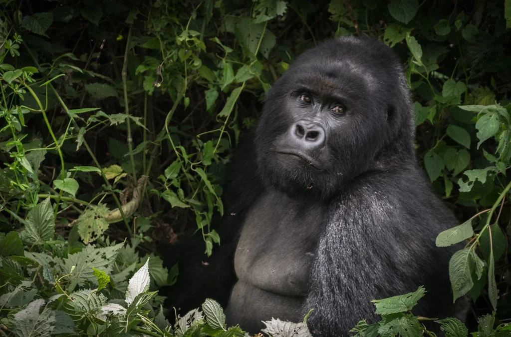 rwanda-gorilla-trek-from-kigali-airport