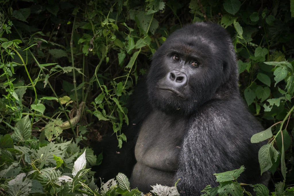 One day gorilla tour in Uganda